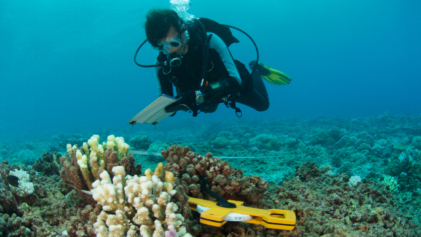 The Blue Economy–Cultural Livelihood–Ecosystem Conservation Triangle: The African Experience