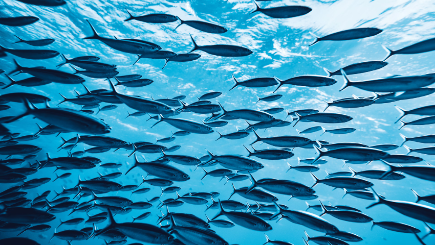 4 Reasons Why 2025 Can Be a Breakthrough Year For The Regenerative Blue Economy