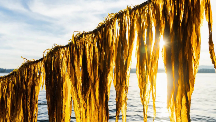 Global Future Council on Regenerative Blue Economy